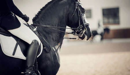 Equestrian sport. Portrait sports stallion in the double bridle. The leg of the rider in the stirrup, riding on a brown horse. Dressage of horses in the arena. Horseback riding.の写真素材