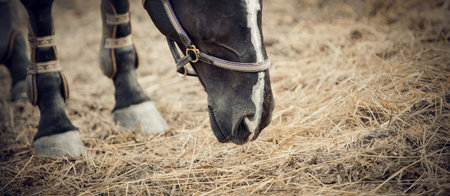 Muzzle black horse and foot in Knee-caps closeup. Portrait of a young sports horse with a white...