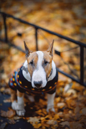English bullterrier in a sweater sitting on fallen leaves in autumn.の写真素材