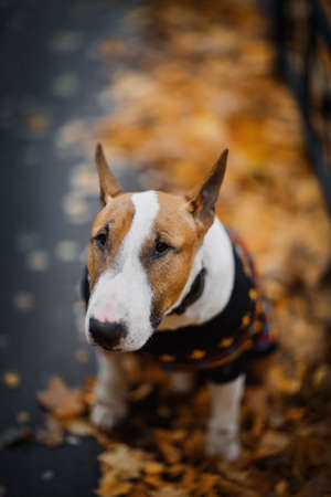 English bullterrier in a sweater sitting on fallen leaves in autumn.の写真素材