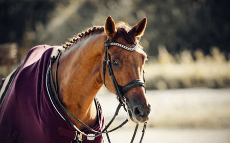 Equestrian sport. Portrait sports red stallion in the bridle and in a purple blanket. Dressage of the bay horse in the arena. Horseback riding.の写真素材