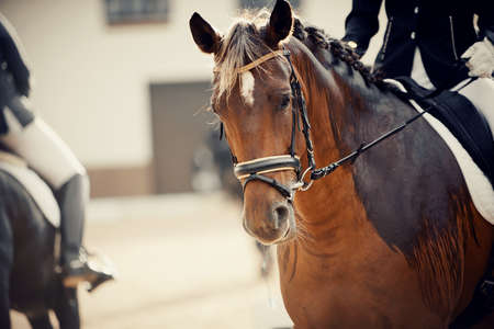 Equestrian sport. Portrait sports red stallion in the bridle. Dressage of the bay horse in the arena. Horseback riding.の写真素材