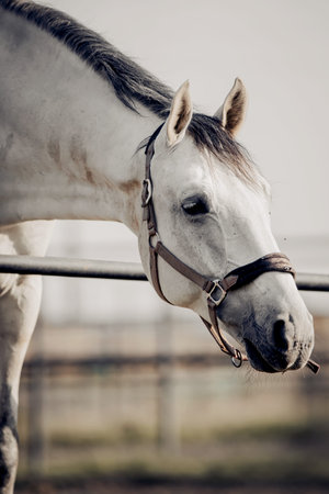 Portrait of a gray sports stallion with a dark mane in a halter. Sporty young horse gray color in a...