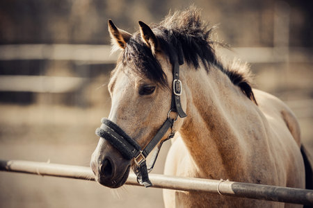Portrait of a dun sports stallion with a dark mane in a halter. Sporty young horse dun color in a...