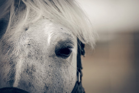 Gray horse's eye close-up. Portrait of a gray sports stallion in a halter. Sporty young horse gray color in a halter in the levada. Horse muzzle close upの写真素材