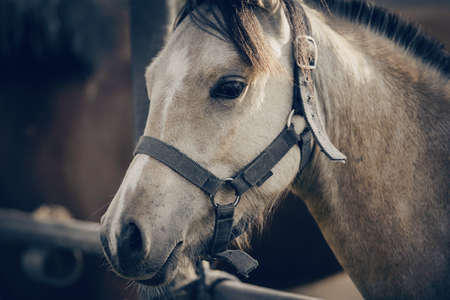 Portrait of a dun sports stallion with a dark mane in a halter. Sporty young horse dun color in a halter in the levada. Horse muzzle close upの写真素材