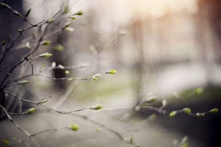 Background with green escapes on bush branches in the spring.