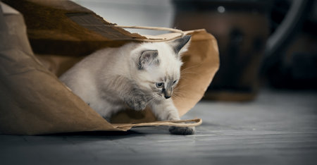 A small kitten is playing with a paper bag. Small cat.の写真素材