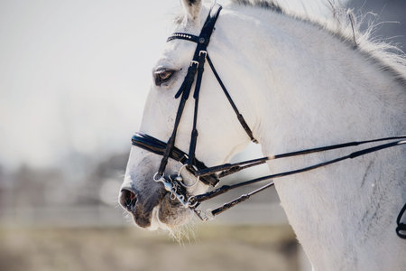 Portrait sports gray stallion in the double bridle. Dressage of horses. Equestrian sport. Horseback...