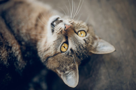 Portrait of a street homeless tabby cat with yellow eyes.の写真素材