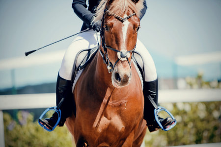 Equestrian sport. Portrait sports red stallion in the bridle. The leg of the rider in the stirrup,...