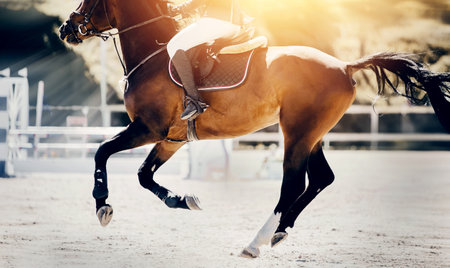 Equestrian sport. Galloping horse. Dressage of horses in the arena. The leg of the rider in the stirrup, riding on a horse. Overcome obstacles. Jumping competition. Horseback riding.の写真素材