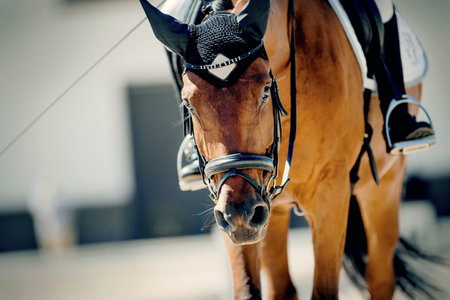 Nose sports red horse in the bridle. Portrait stallion in the bridle. Horse muzzle close up....