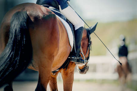 Equestrian sport. The legs of the rider in the stirrup, riding on a horse. Dressage of horses in the arena. Horseback riding. Rear view of the horses in the arena.の写真素材