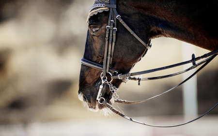 Portrait sports brown stallion in the double bridle. Dressage of horses. Equestrian sport. Horseback riding.の写真素材