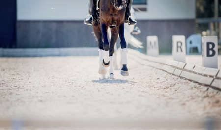 Equestrian sport. The legs of a dressage horse galloping. The leg of the rider in the stirrup, riding on a horse. Dressage of the horse in the arena. Horseback riding.の写真素材