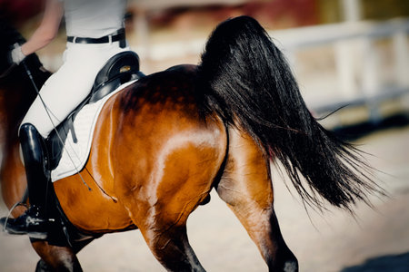 Equestrian sport. The black fluttering tail of a bay horse. The leg of the rider in the stirrup, riding on a horse. Dressage of horses in the arena. Horseback riding.の写真素材
