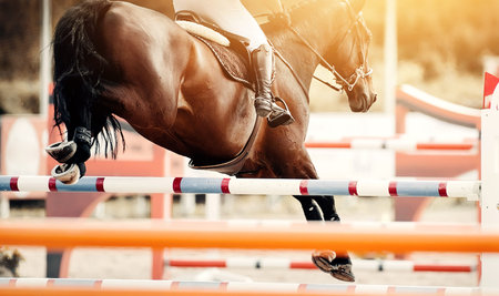 The bay horse overcomes an obstacle. Equestrian sport, jumping. Overcome obstacles. Dressage of horses in the arena. Jumping competition. Horseback riding.の写真素材