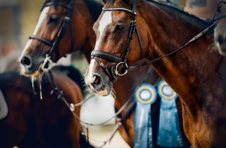 Portrait sports brown stallions in the bridle after the competition with premium rosettes. Dressage of horses. Equestrian sport. Horseback riding.の写真素材
