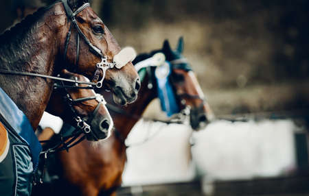 Portrait sports brown stallions in the bridle after the competition with premium rosettes. Dressage of horses. Equestrian sport. Horseback riding.の写真素材