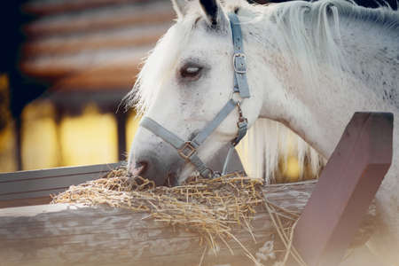 Portrait of a gray horse in a blue halter, which eats hay. Horse muzzle close up. A gray sports stallion is resting. Rural scene. Equestrian sport. Horseback riding.の写真素材