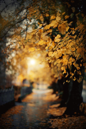 An alley with lime trees in autumn. Yellow autumn leaves of a linden on branches. Golden autumn.の写真素材