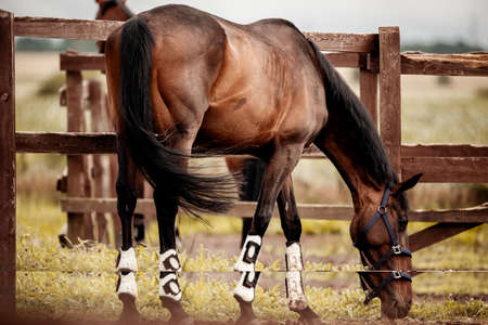 A bay horse in a halter walks in the levada .. Sporty young stallion bay color.の写真素材