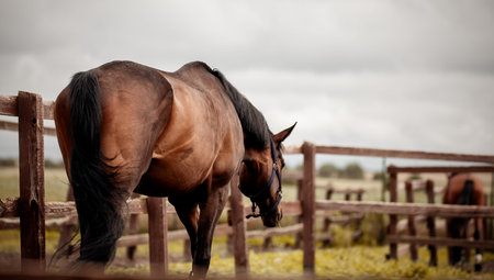 A bay horse in a halter walks in the levada .. Sporty young stallion bay color.