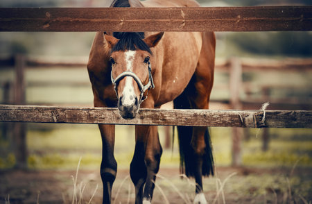 Portrait of a bay horse with a white stripe on the muzzle, walking in the levada. Sporty young...