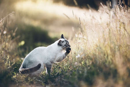 A Thai cat walks in the grass. A lost cat with a striped muzzle. A cute tabby Thai kitten walks in the field. A pet and nature.の写真素材