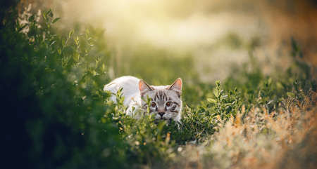 A Thai cat walks in the grass. A lost cat with a striped muzzle. A cute tabby Thai kitten walks in the field. A pet and nature.の写真素材