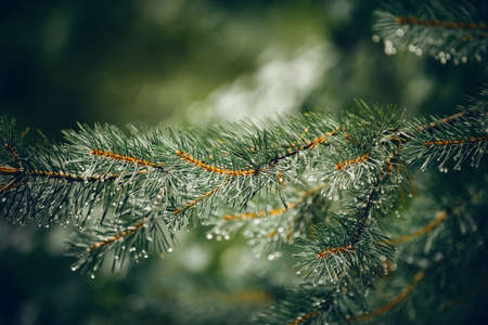 Wet green branches of pine trees after a rain. Raindrops on a pine tree.の写真素材