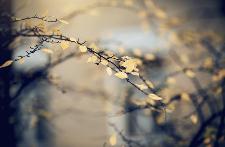 Autumn background with yellow leaves on branches. Golden autumn. The branches of the cotoneaster in...