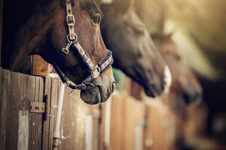 Horses muzzles close up. Portraits of sports horses in bridles in stalls.の写真素材