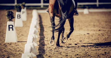 Equestrian sport. The legs of a dressage horse galloping, rear view. Hooves with horseshoes of a running horse. The leg of the rider in the stirrup, riding on a horse. Dressage of the horse in the arena. Horseback riding.の写真素材