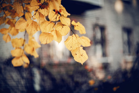 Autumn background with yellow leaves on branches. Golden autumn. The branches of the linden in...