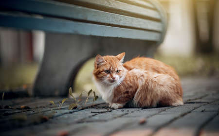 Portrait of a cat in nature. Homeless street a red-haired cat is sitting near a bench. A lost cat with a striped muzzle. A cute tabby kitten walks. A pet and nature.の写真素材