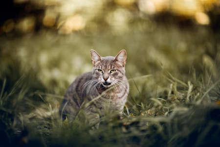 Portrait of a cat in nature. Homeless street cat walksin the grass. A lost cat with a striped muzzle. A cute tabby kitten walks in the field. A pet and nature.の写真素材