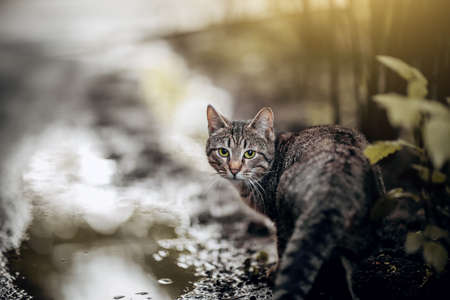 Portrait of a striped cat in nature. Homeless street cat is standing on the wet asphalt next to puddles. A lost cat with a striped muzzle. A cute tabby kitten walks. A pet and nature.の写真素材