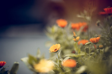 Orange camomiles - calendula. Orange flowers of calendula grow in the garden. Medicinal plant.