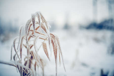 Dry plants in hoarfrost and snow in the winter. Winter background. The grass is covered with frost.の写真素材