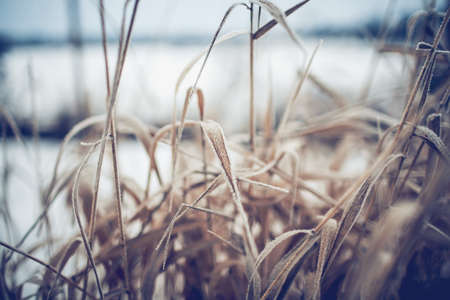 Dry plants in hoarfrost and snow in the winter. Winter background. The grass is covered with frost.の写真素材
