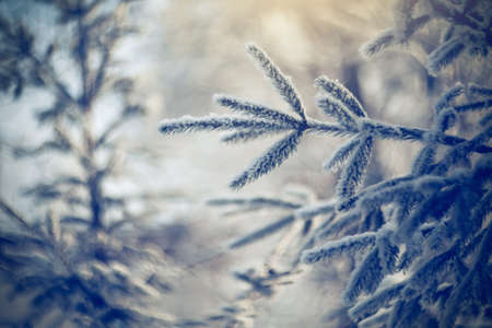 Branches of spruce in frost and snow in the winter. Winter background. Frosty weather in December.の写真素材