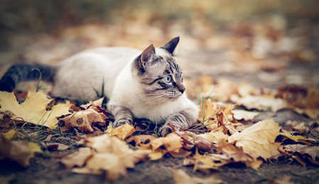 Portrait of a Thai cat in nature. A Thai cat walks in autumn leaves. A lost cat with a striped muzzle. A cute tabby Thai kitten walks. A pet and nature. Cat and autumn.の写真素材