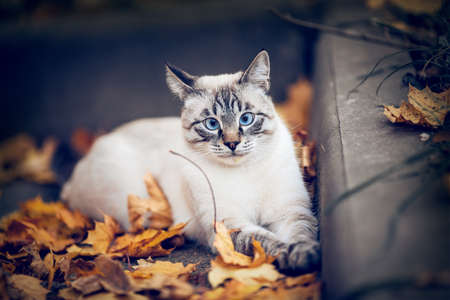 Portrait of a Thai cat in nature. A Thai cat walks in autumn leaves. A lost cat with a striped muzzle. A cute tabby Thai kitten walks. A pet and nature. Cat and autumn.の写真素材