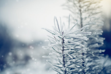 Branches of pine tree in frost and snow in the winter. Winter background. Frosty weather in...