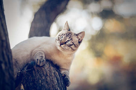 Thai cat climbs a tree. Portrait of a Thai cat in nature. A Thai-bred kitten. A lost cat with a striped muzzle. A cute tabby Thai kitten walks. A pet and nature.の写真素材