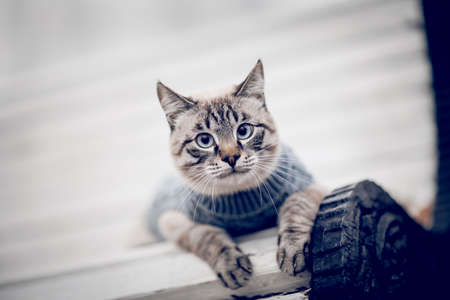 Portrait of a Thai cat in a sweater on a park bench. A Thai cat walks. A cat with a striped muzzle. A cute tabby Thai kitten walks. A pet and nature.の写真素材
