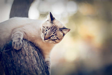 Thai cat climbs a tree. Portrait of a Thai cat in nature. A Thai-bred kitten. A lost cat with a striped muzzle. A cute tabby Thai kitten walks. A pet and nature.の写真素材