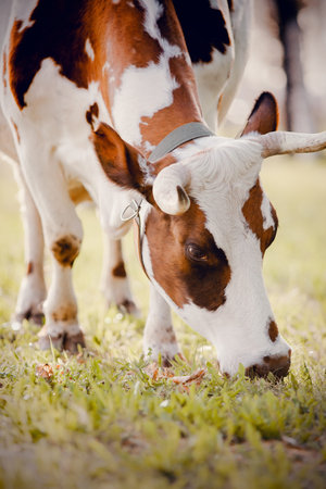 Portrait of a horned spotted cow. Portrait of a bull. A herd of cows is walking.